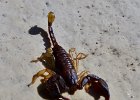 2015 Tanneron (scorpion)